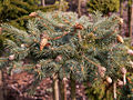 Picea pungens Hermann Naue IMG_5092 (VALENTA) Świerk kłujący